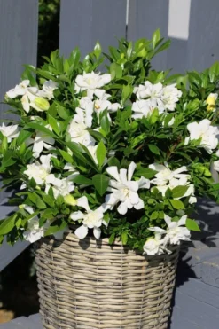 Celestial Star Gardenia - 1 Gallon Pot -Bloom Haven gardenia celestial star 3