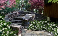 Celestial Star Gardenia - 1 Gallon Pot -Bloom Haven gardenia celestial star 5