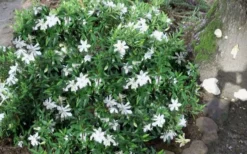 Frost Proof Gardenia - 1 Gallon Pot -Bloom Haven gardenia frost proof 50 2
