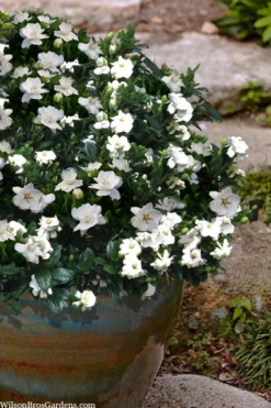 Buttons Gardenia - 1 Gallon Pot -Bloom Haven gardenia jasminoides buttons 10 2