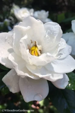 Crown Jewel Gardenia - 6-Pack Of 1 Gallon Pots -Bloom Haven gardenia jasminoides crown jewel 11