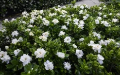Crown Jewel Gardenia - 6-Pack Of 1 Gallon Pots -Bloom Haven gardenia jasminoides crown jewel 12