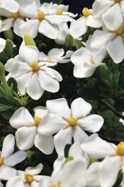 Snow Girl Hardy Dwarf Gardenia - 3 Gallon Pot -Bloom Haven gardenia jasminoides snow girl 1