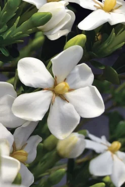 Snow Girl Hardy Dwarf Gardenia - 3 Gallon Pot -Bloom Haven gardenia jasminoides snow girl 2