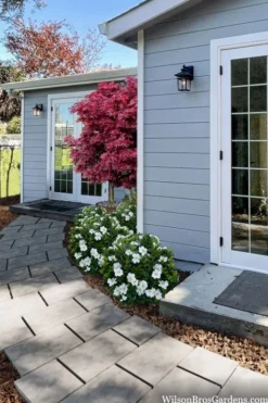 Snow Globe Gardenia - 3 Gallon Pot -Bloom Haven gardenia jasminoides snow globe 3