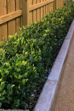 Summer Snow Gardenia - 3 Gallon Pot -Bloom Haven gardenia jasminoides summer snow 11