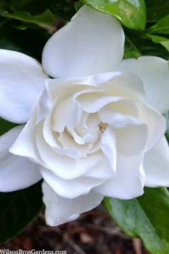 Summer Snow Gardenia - 3 Gallon Pot -Bloom Haven gardenia jasminoides summer snow 3