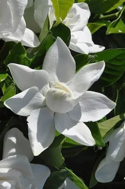 Summer Snow Gardenia - 3 Gallon Pot -Bloom Haven gardenia jasminoides summer snow 5