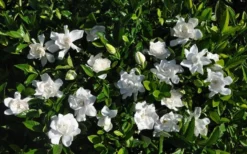 Summer Snow Gardenia - 3 Gallon Pot -Bloom Haven gardenia jasminoides summer snow 9