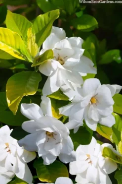 Gold Doubloon Gardenia - 1 Gallon Pot 8 Gold Doubloon Gardenia - 1 Gallon Pot -Bloom Haven gardenia ogon no hana gold doubloon 3 1