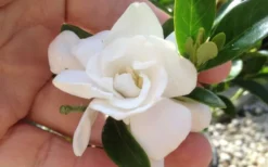 Jubilation Gardenia - 2 Gallon Pot 8 Jubilation Gardenia - 2 Gallon Pot -Bloom Haven gardeniajubilation