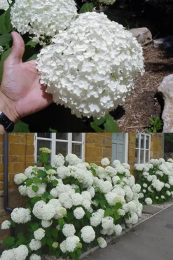 Annabelle Hydrangea - 1 Gallon Pot 16 Annabelle Hydrangea - 1 Gallon Pot -Bloom Haven hydrangea annabelle 2 500x750 1