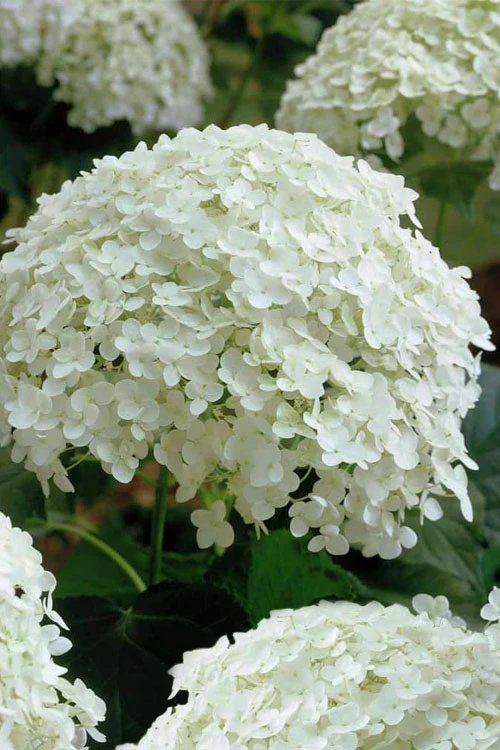 Annabelle Hydrangea - 1 Gallon Pot 9 Annabelle Hydrangea - 1 Gallon Pot - Image 9
