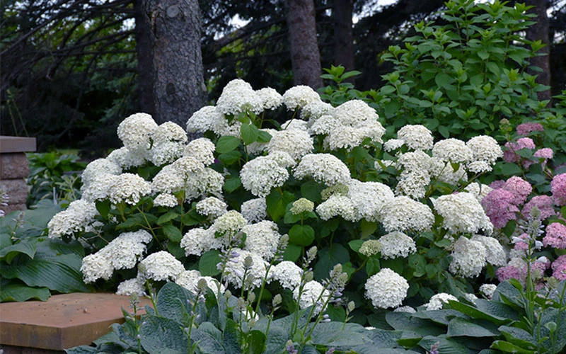 Annabelle Hydrangea - 1 Gallon Pot 7 Annabelle Hydrangea - 1 Gallon Pot - Image 7