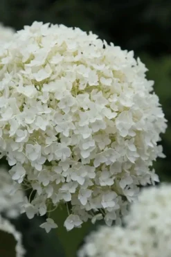 Annabelle Hydrangea - 3 Gallon Pot -Bloom Haven hydrangea arborescens annabelle 12 1