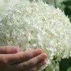 Annabelle Hydrangea - 1 Gallon Pot