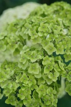 Invincibelle Sublime Smooth Hydrangea - 3 Gallon Pot -Bloom Haven hydrangea arborescens invincibelle sublime 3