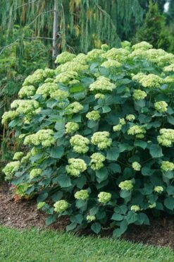 Invincibelle Sublime Smooth Hydrangea - 3 Gallon Pot -Bloom Haven hydrangea arborescens invincibelle sublime 6