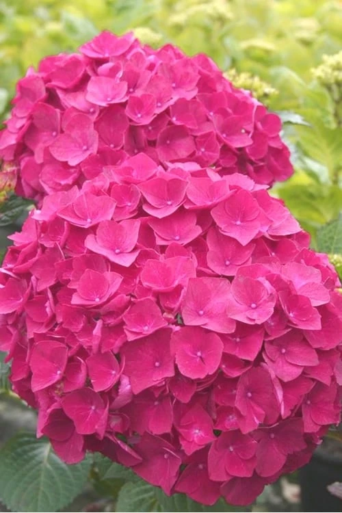 Charm Red Hydrangea - 3 Gallon Pot 1 Charm Red Hydrangea - 3 Gallon Pot