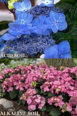 Endless Summer 'Pop Star' Hydrangea - 3 Gallon Pot 7 Endless Summer 'Pop Star' Hydrangea - 3 Gallon Pot -Bloom Haven hydrangea endless summer pop star 1