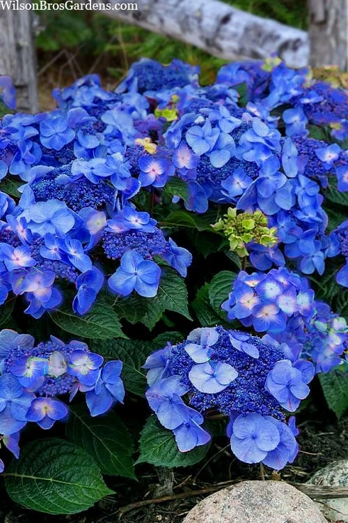 Endless Summer 'Pop Star' Hydrangea - 3 Gallon Pot 1 Endless Summer 'Pop Star' Hydrangea - 3 Gallon Pot