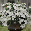 Fairytrail Bride Cascade Hydrangea - 2.5 Gallon Pot