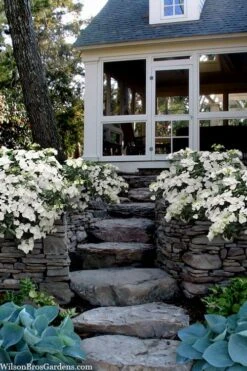 Fairytrail Bride Cascade Hydrangea - 3 Gallon Pot 8 Fairytrail Bride Cascade Hydrangea - 3 Gallon Pot -Bloom Haven hydrangea fairytrail bride 6 1