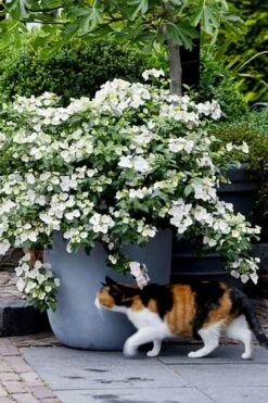 Fairytrail Bride Cascade Hydrangea - 3 Gallon Pot 9 Fairytrail Bride Cascade Hydrangea - 3 Gallon Pot -Bloom Haven hydrangea fairytrail bride 7 1