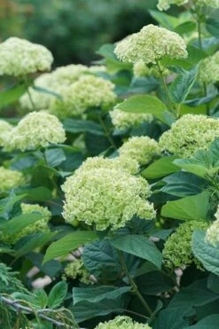 Invincibelle Sublime Smooth Hydrangea - 3 Gallon Pot -Bloom Haven hydrangea invincibelle sublime 500x750 1