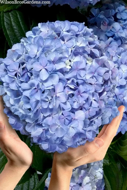 Big Daddy Hydrangea - 3 Gallon Pot 1 Big Daddy Hydrangea - 3 Gallon Pot