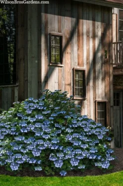 Blue Wave Lacecap Hydrangea - 3 Gallon Pot -Bloom Haven hydrangea macrophylla blue wave 22