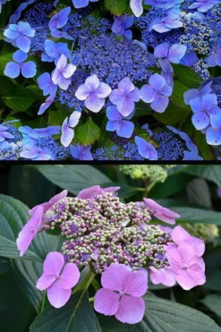 Blue Wave Lacecap Hydrangea - 3 Gallon Pot -Bloom Haven hydrangea macrophylla blue wave 24