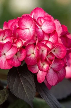 Eclipse Bigleaf Hydrangea - 3 Gallon Pot -Bloom Haven hydrangea macrophylla eclipse 1