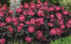 Eclipse Bigleaf Hydrangea - 3 Gallon Pot -Bloom Haven hydrangea macrophylla eclipse 4