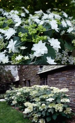 Fuji Waterfall Hydrangea - 3 Gallon Pot -Bloom Haven hydrangea macrophylla fuji waterfall 4