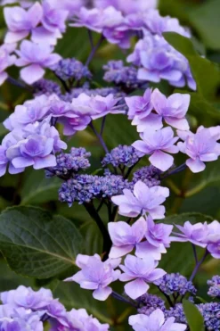 Izu No Hana Lacecap Hydrangea - 3 Gallon Pot -Bloom Haven hydrangea macrophylla izu no ito 9