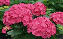 Let's Dance 'Big Band' Dwarf Hydrangea - 3 Gallon Pot -Bloom Haven hydrangea macrophylla lets dance big band 1