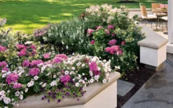 Let's Dance 'Big Band' Dwarf Hydrangea - 3 Gallon Pot -Bloom Haven hydrangea macrophylla lets dance big band 3