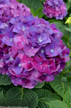 Let's Dance 'Big Band' Dwarf Hydrangea - 3 Gallon Pot -Bloom Haven hydrangea macrophylla lets dance big band 5