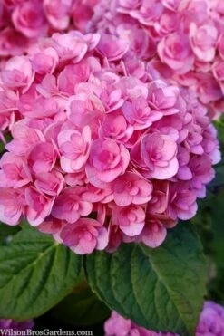 Love Hydrangea - 3 Gallon Pot -Bloom Haven hydrangea macrophylla love 1