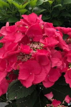 Cherry Explosion Hydrangea - 1 Gallon Pot -Bloom Haven hydrangea macrophylla mckay cherry explosion 100 1