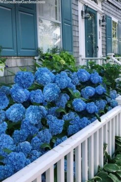 Nantucket Blue Hydrangea - 3 Gallon Pot -Bloom Haven hydrangea macrophylla nantucket 2