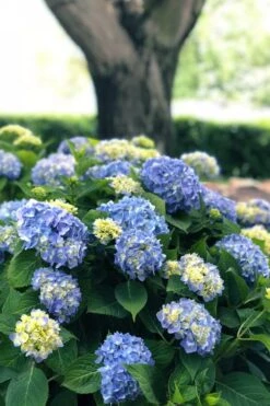 Nantucket Blue Hydrangea - 3 Gallon Pot -Bloom Haven hydrangea macrophylla nantucket 3