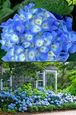 Nantucket Blue Hydrangea - 3 Gallon Pot -Bloom Haven hydrangea macrophylla nantucket 4