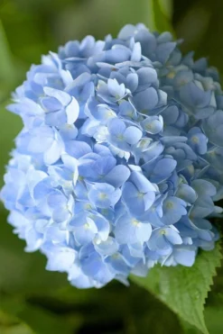 Penny Mac Hydrangea - 3 Gallon Pot 8 Penny Mac Hydrangea - 3 Gallon Pot -Bloom Haven hydrangea macrophylla penny mac 21