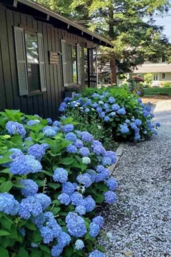 Penny Mac Hydrangea - 3 Gallon Pot 9 Penny Mac Hydrangea - 3 Gallon Pot -Bloom Haven hydrangea macrophylla penny mac 23