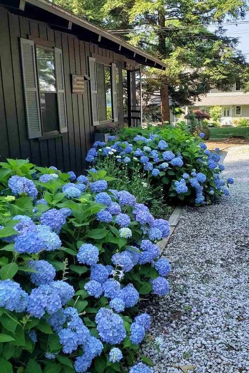 Penny Mac Hydrangea - 3 Gallon Pot 5 Penny Mac Hydrangea - 3 Gallon Pot - Image 5
