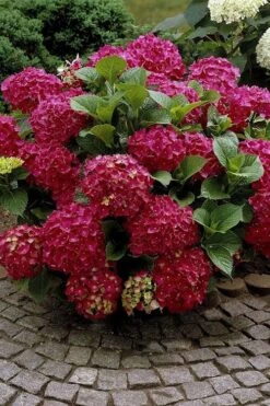 Red Sensation Hydrangea - 3 Gallon Pot 10 Red Sensation Hydrangea - 3 Gallon Pot -Bloom Haven hydrangea macrophylla red sensation 2