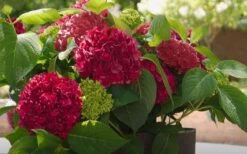 Red Sensation Hydrangea - 3 Gallon Pot 12 Red Sensation Hydrangea - 3 Gallon Pot -Bloom Haven hydrangea macrophylla red sensation 6