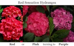 Red Sensation Hydrangea - 3 Gallon Pot 13 Red Sensation Hydrangea - 3 Gallon Pot -Bloom Haven hydrangea macrophylla red sensation 8